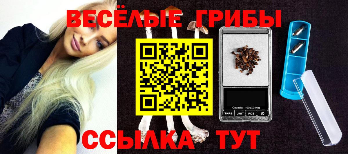 Псилоцибиновые грибы Psilocybe Новозыбков